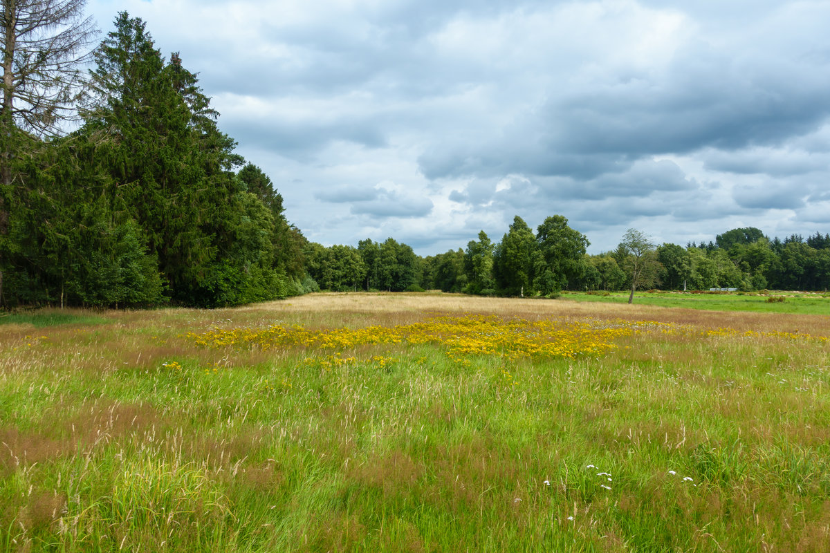 29.7.2020 - Friedeburg / Marx / Hohemoor. Eine idyllische Wiese in ostfriesischer Landschaft