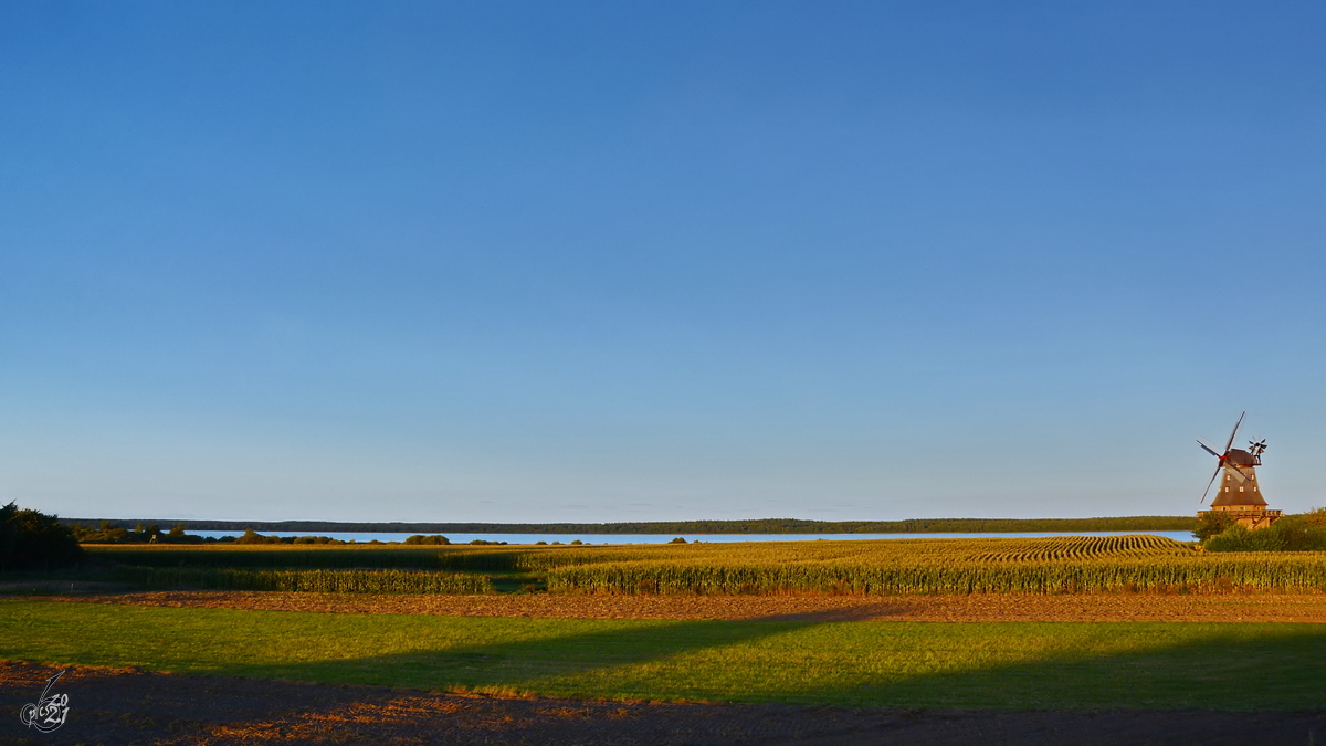 Abendlicher Blick über ein Maisfeld auf den dahinter liegenden Goldberger See. Auf der rechten Seite ist die Windmühle von Goldberg zu sehen. (August 2014)