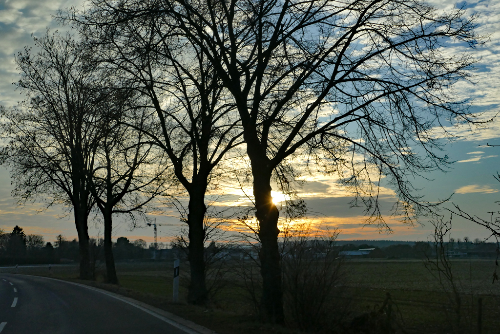 Abendstimmung - Bäume in Gegenlicht bei Euskirchen - 18.01.2017