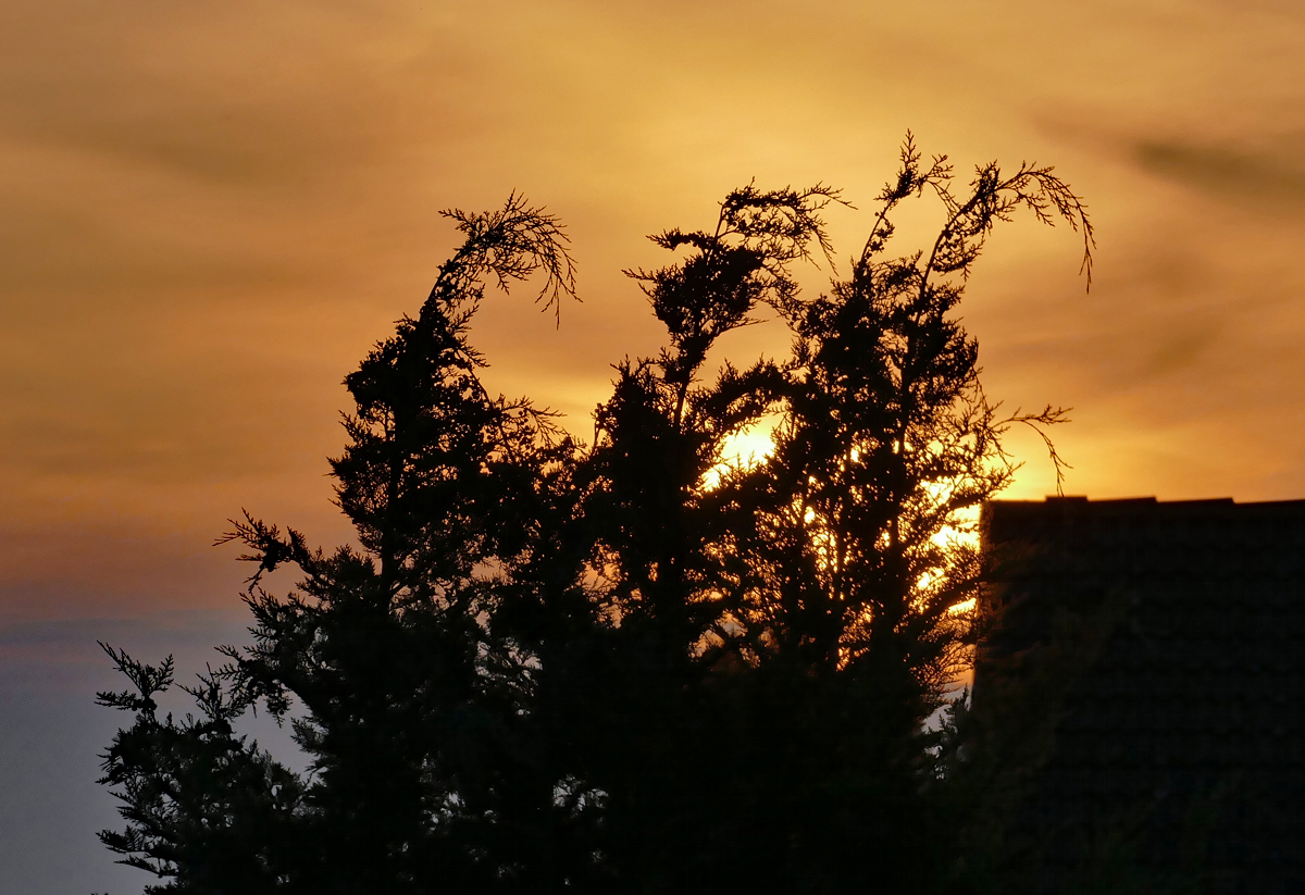 Abendstimmung - Schattenriss-Zweige - 03.08.2019