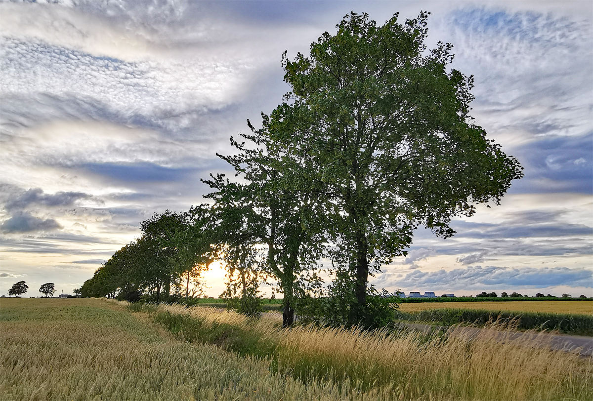 Abendstimmung in der Voreifel bei Euskirchen - 27.06.2020