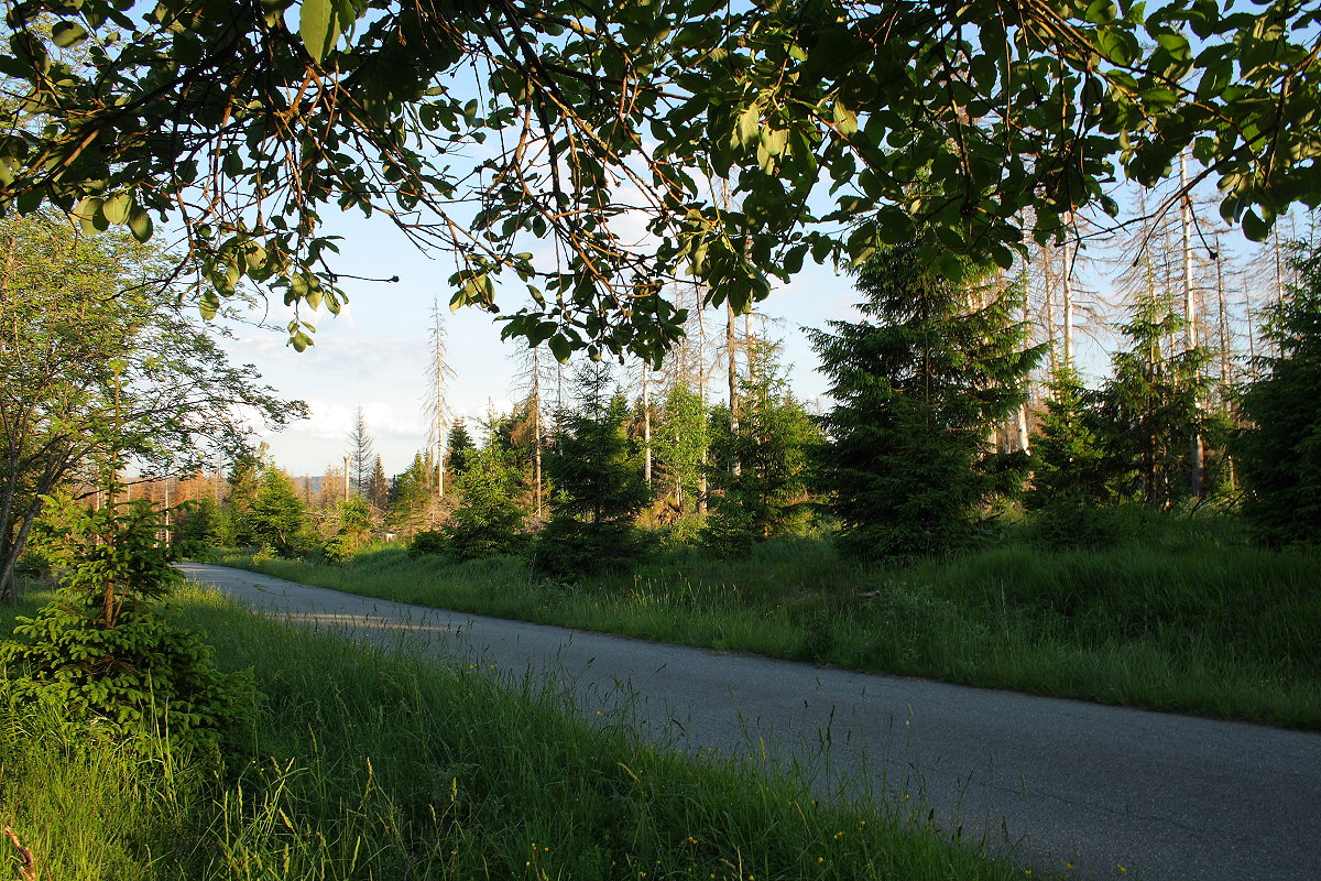 Abendstimmung in der Wildnis an der Hahnenkleer Waldstraße; Aufnahme vom 11.06.2022...