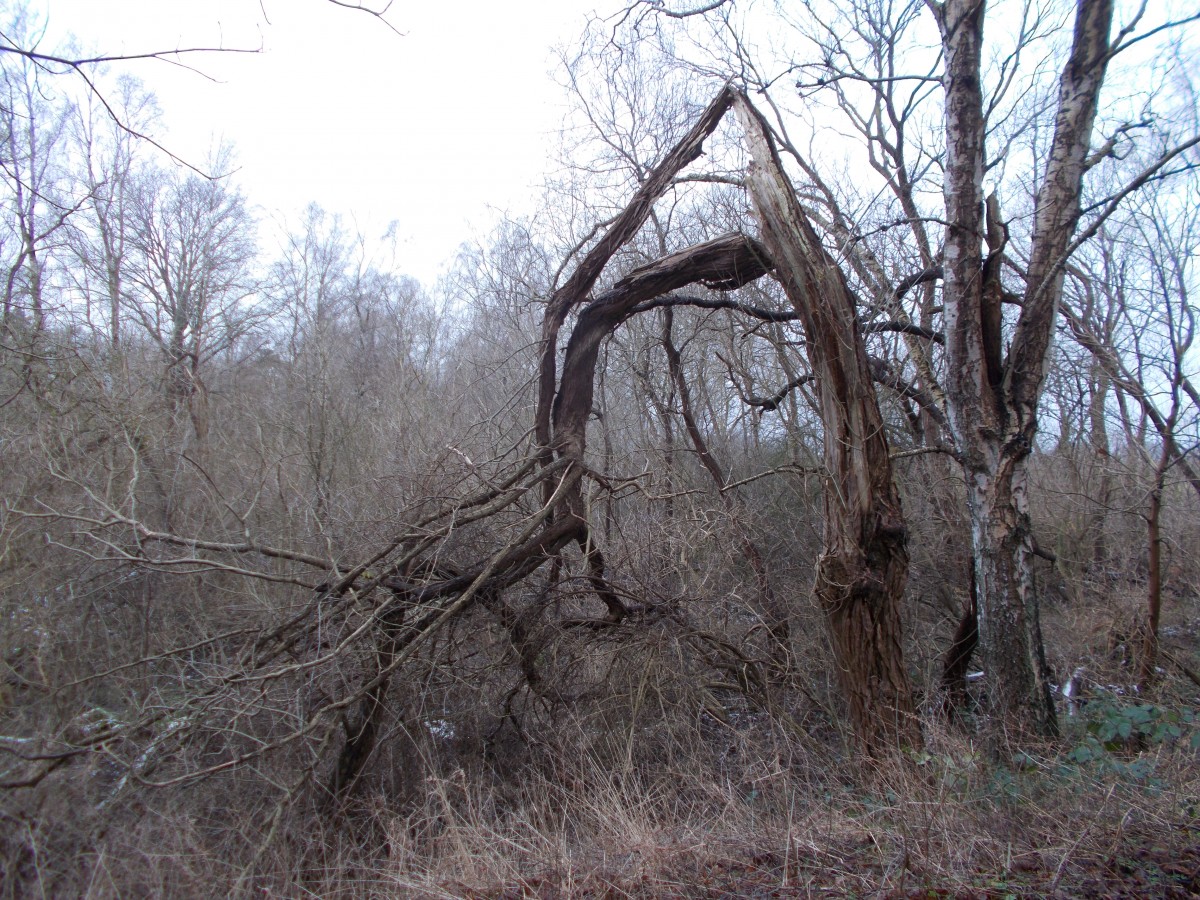 Abgestorbener Baum,am 26.Januar 2015,bei den Feuersteinfeldern von Mukran.