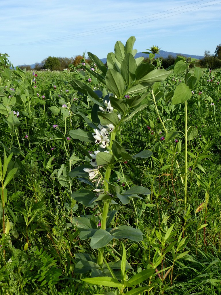 Ackerbohne, die bis 1m hohe, krautige Pflanze wird in der Rheinebene häufig als Gründünger angebaut, Okt.2014