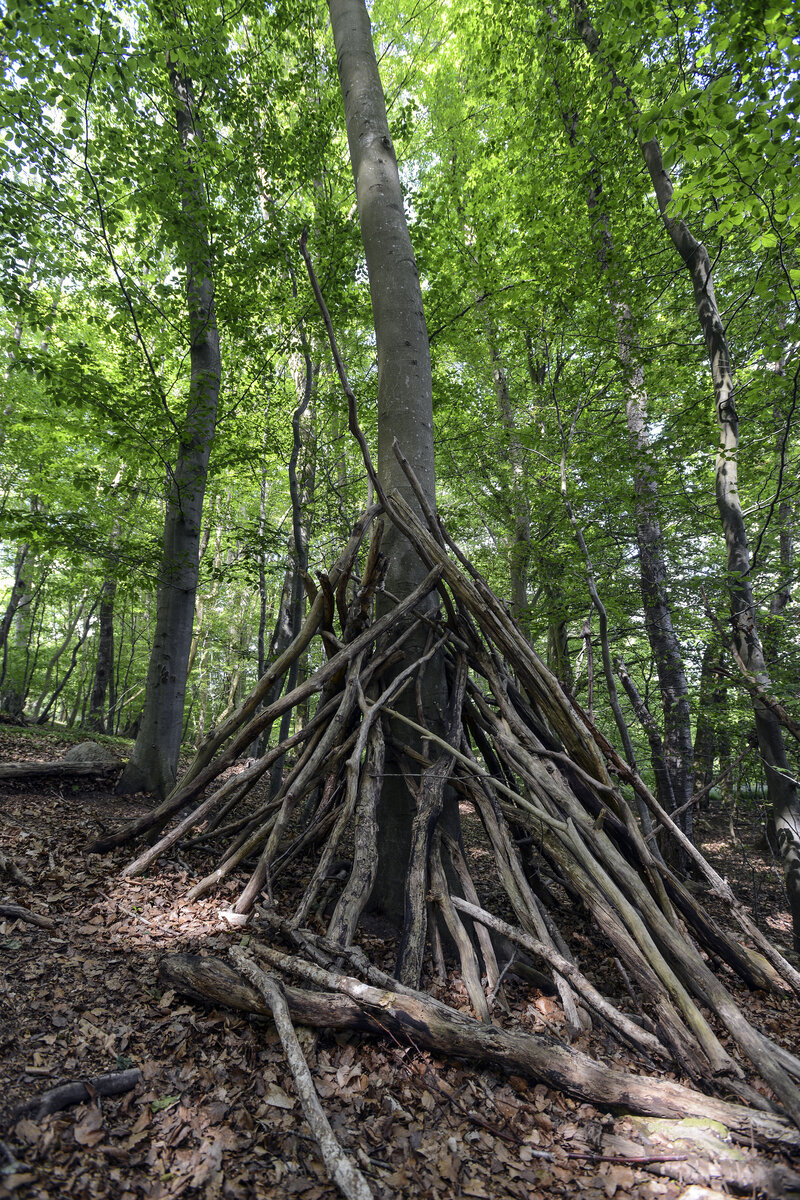 Äste auf einem Baumstamm am Gendarmenpfad im Wald von Padborg. Aufnahme: 28.Mai 2023.