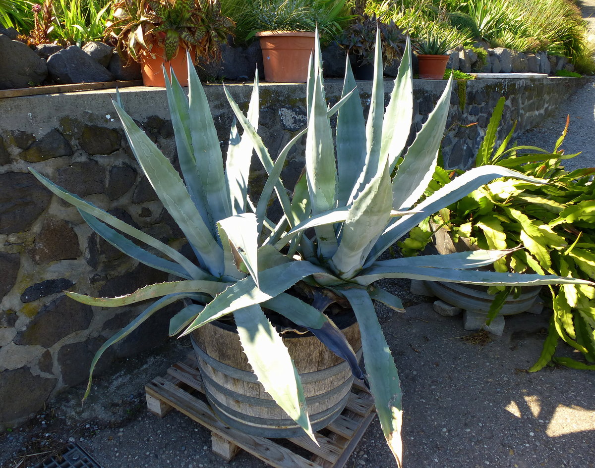 Agave, bei uns viel als Kbelpflanze in Grten und Parks, nicht winterhart, stammt ursprnglich aus Mittelamerika, Juli 2017