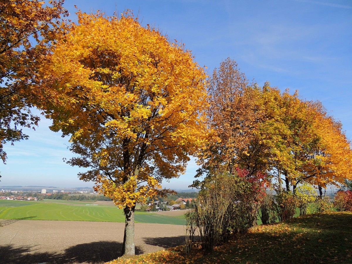 Ahornbäume im goldenen Oktober; 131019