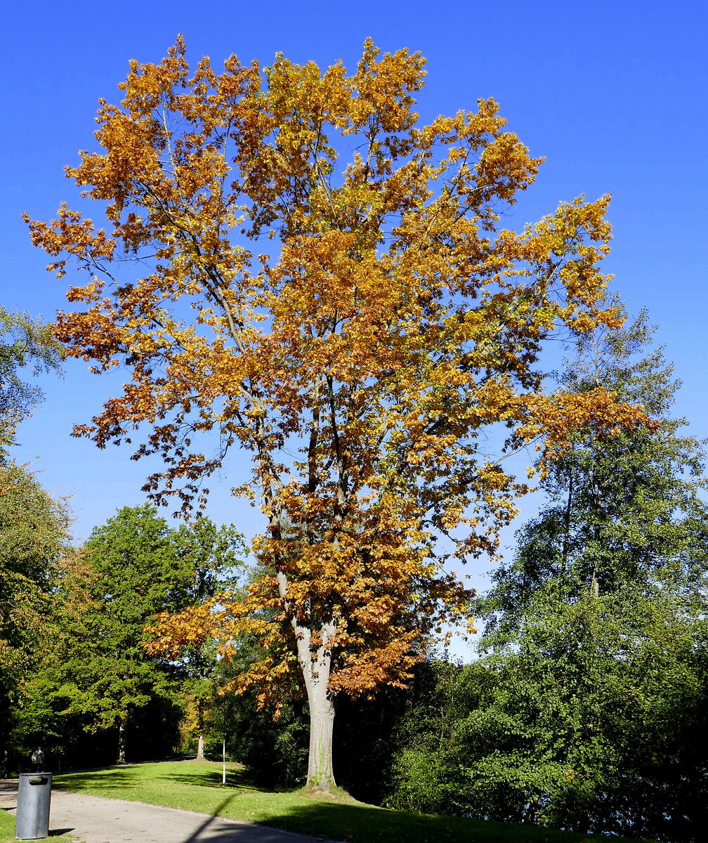 Ahornbaum im Herbstkleid, Okt.2021
