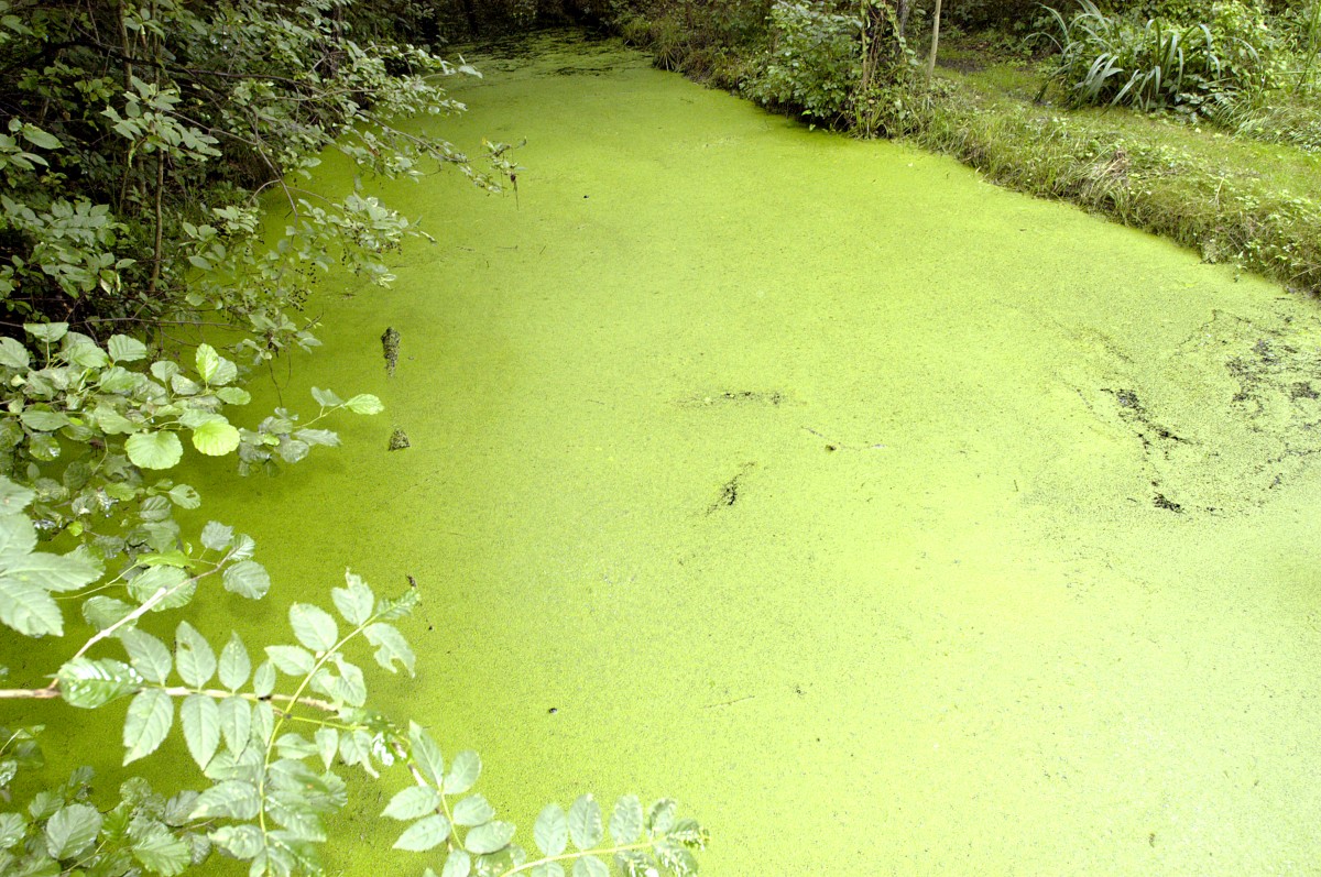 Algen auf stilles Wasser am Wotschofskagraben im Spreewald. Aufnahme: Juli 2006.