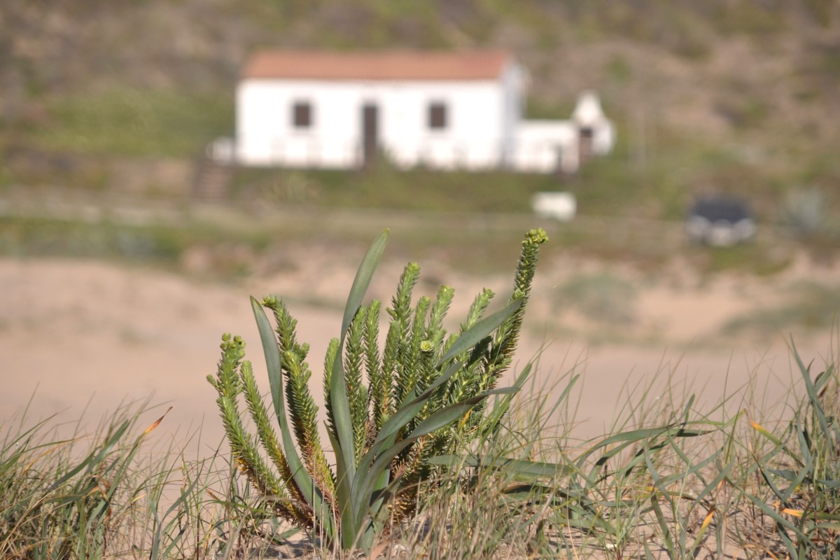 ALJEZUR, 01.05.2014, unbekannte Pflanze am Strand von Monte Clérigo