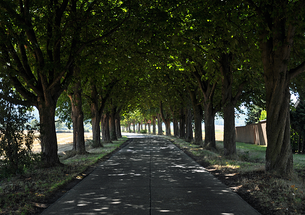 Allee im Abendlicht bei Euskirchen - 16.08.2013