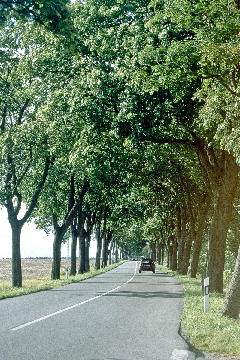 Allee an der B111 zwischen Wollgast und Lühmannsdorf. Bild vom Dia. Aufnahme: August 2001.