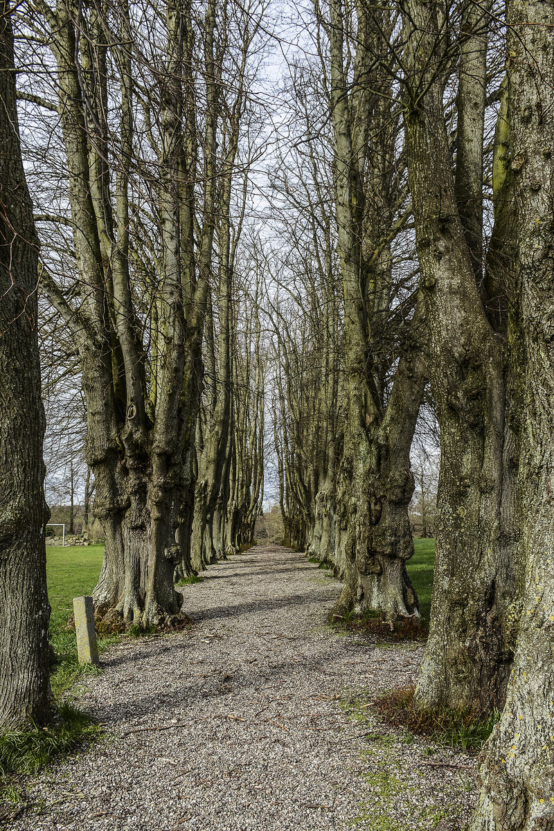 Allee von Lindenbäumen im Norburger Schlosspark auf der Insel Alsen (Nordschleswig). Aufnahme: 18. März 2024.