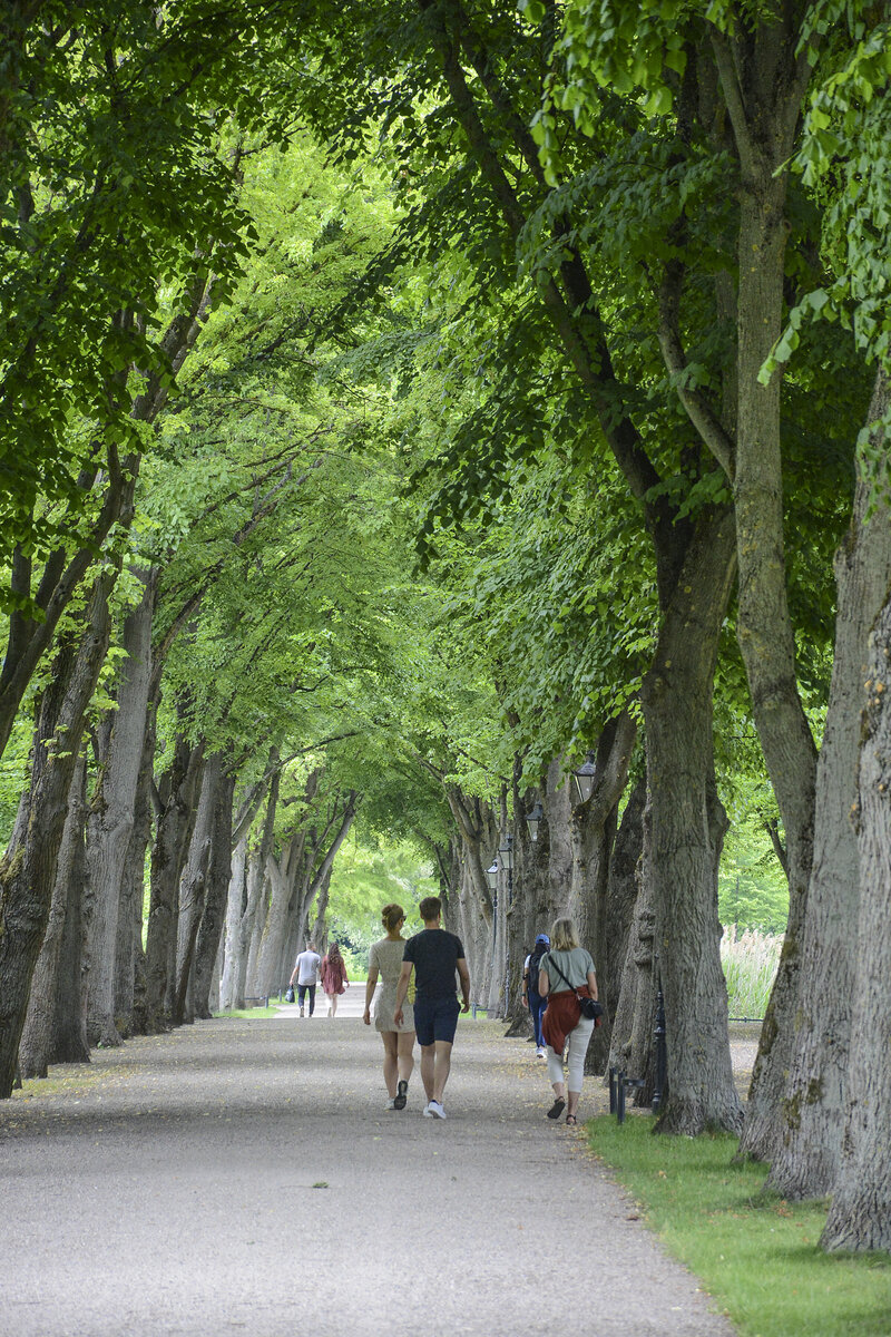 Allee im Schweriner Schlosspark. Aufnahme: 17. Juni 2022.