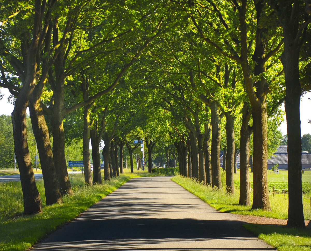 Allee zwischen Beilen und Assen in den Niederlanden. Aufnahme: Mai 2011.