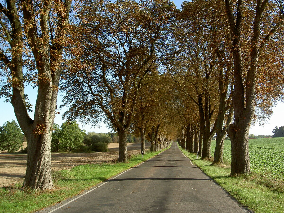 Alleestraße bei Boitzenburg, Uckermark (19.09.2012)