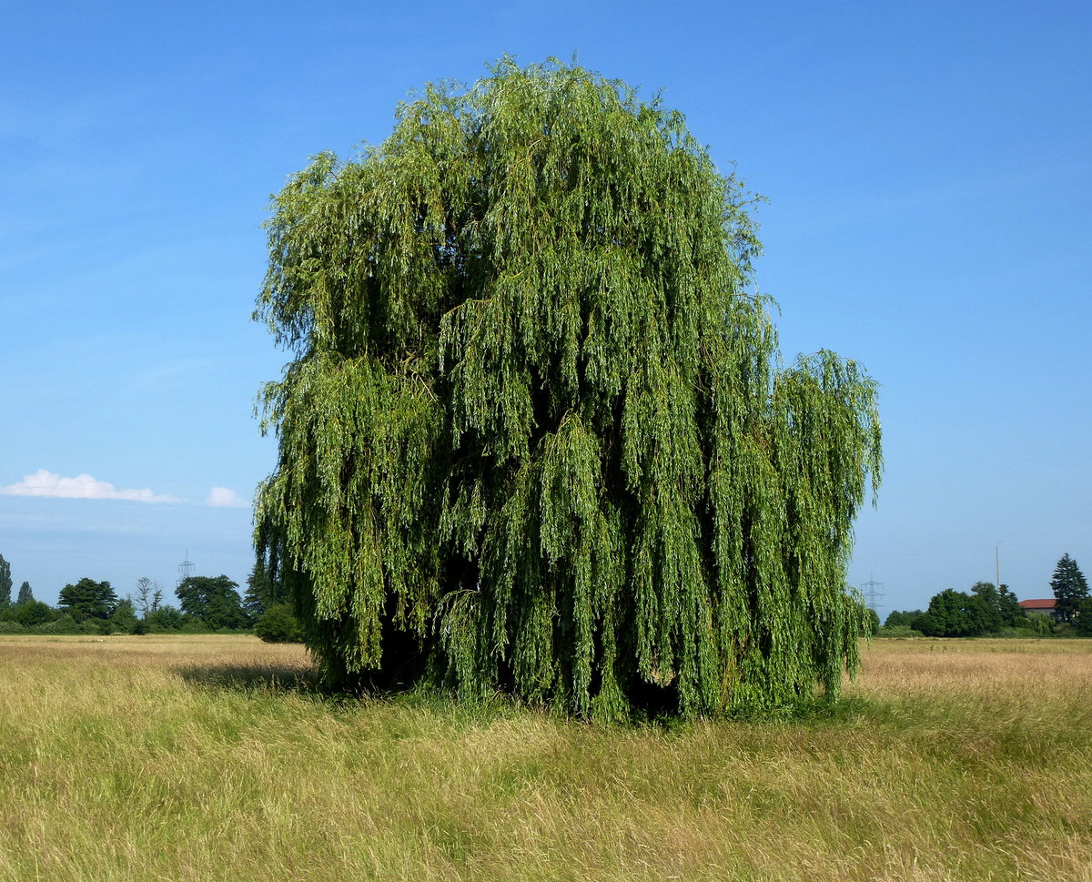 alleinstehende Trauerweide in der Rheinebene unweit von Rheinhausen, Juni 2018