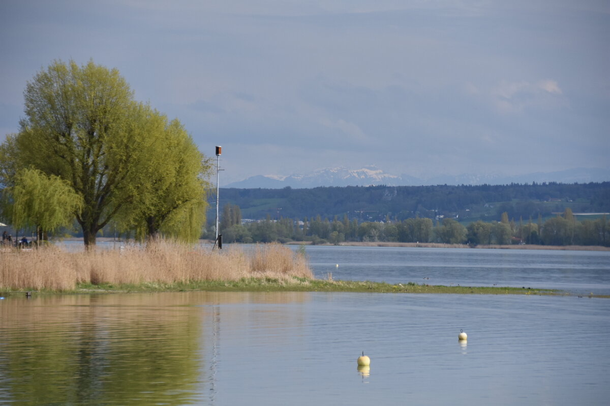 ALLENSBACH, 27.04.2023, am Bodensee mit Blick auf Reichenau und Alpen