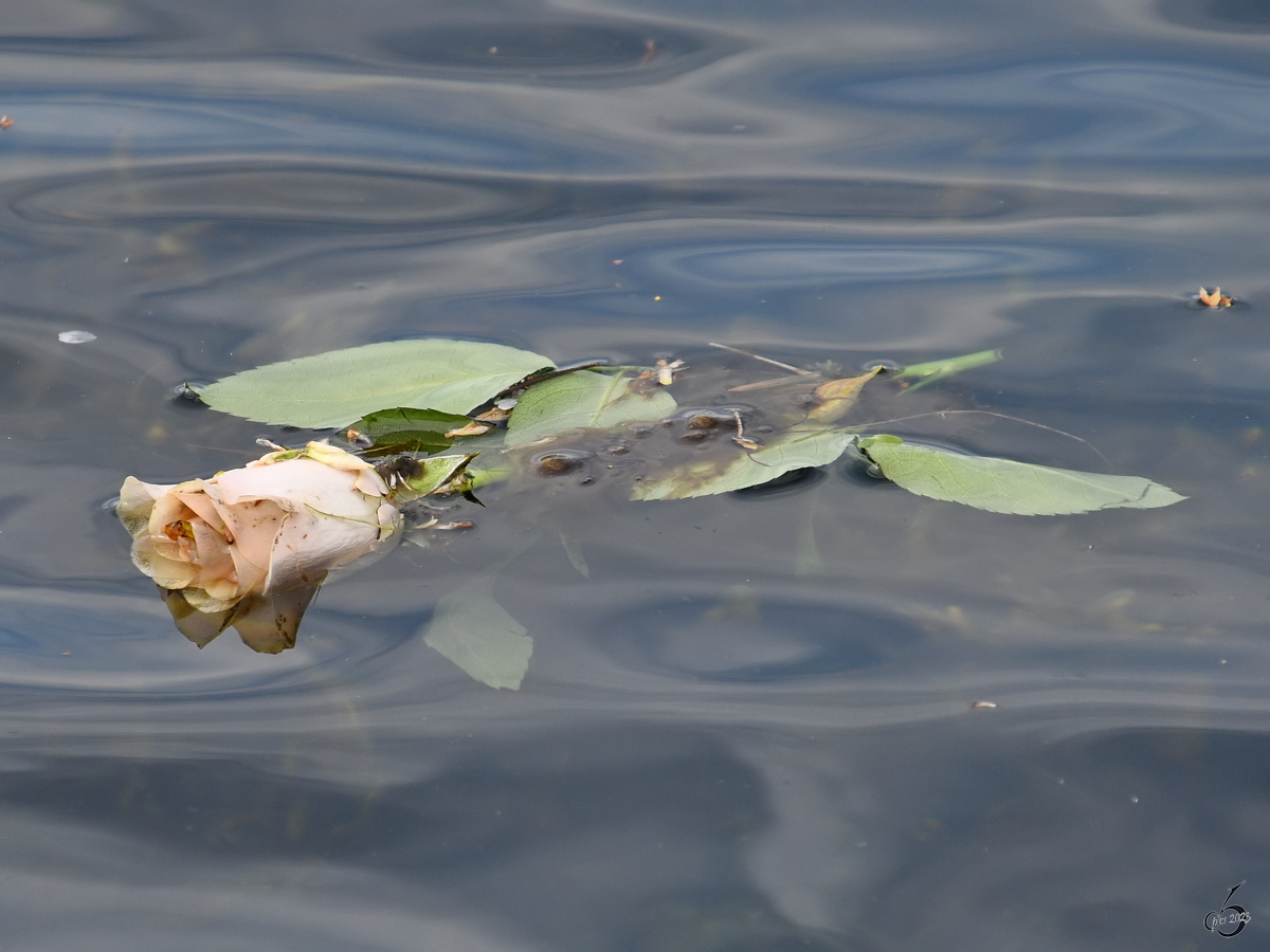 Alles ist vergänglich - eine Rose schwimmt auf der Trave in Richtung Ostsee. (Privall, Mai 2023)