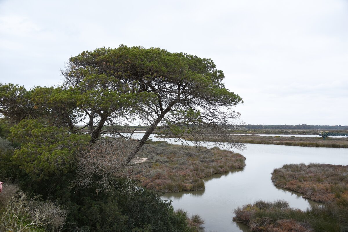 ALMANCIL, 25.02.2022, auf dem Ludo-Trail, einem mehrere km langen Weg durch die Ria Formosa, der von Almancil bis zum Flughafen Faro reicht und auf dem sich Jogger, Biker und normale Fußgänger bewegen können