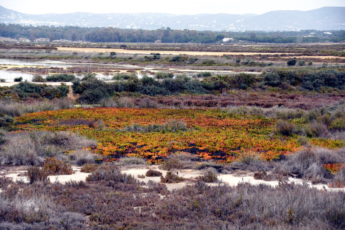 ALMANCIL, 25.02.2022, auf dem Ludo-Trail mit einem Blick auf die Salzwiesen der Ria Formosa