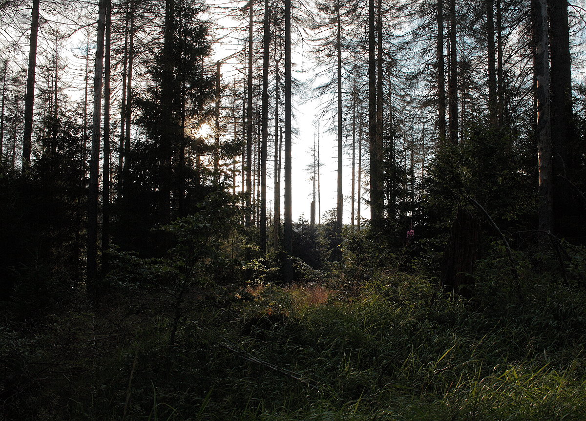 Alt und Jung, tot und lebendig, Laubbäume und Fichten - Abendstimmung im Mischwald an der Hahnenkleer Waldstraße; Aufnahme vom 02.08.2021...