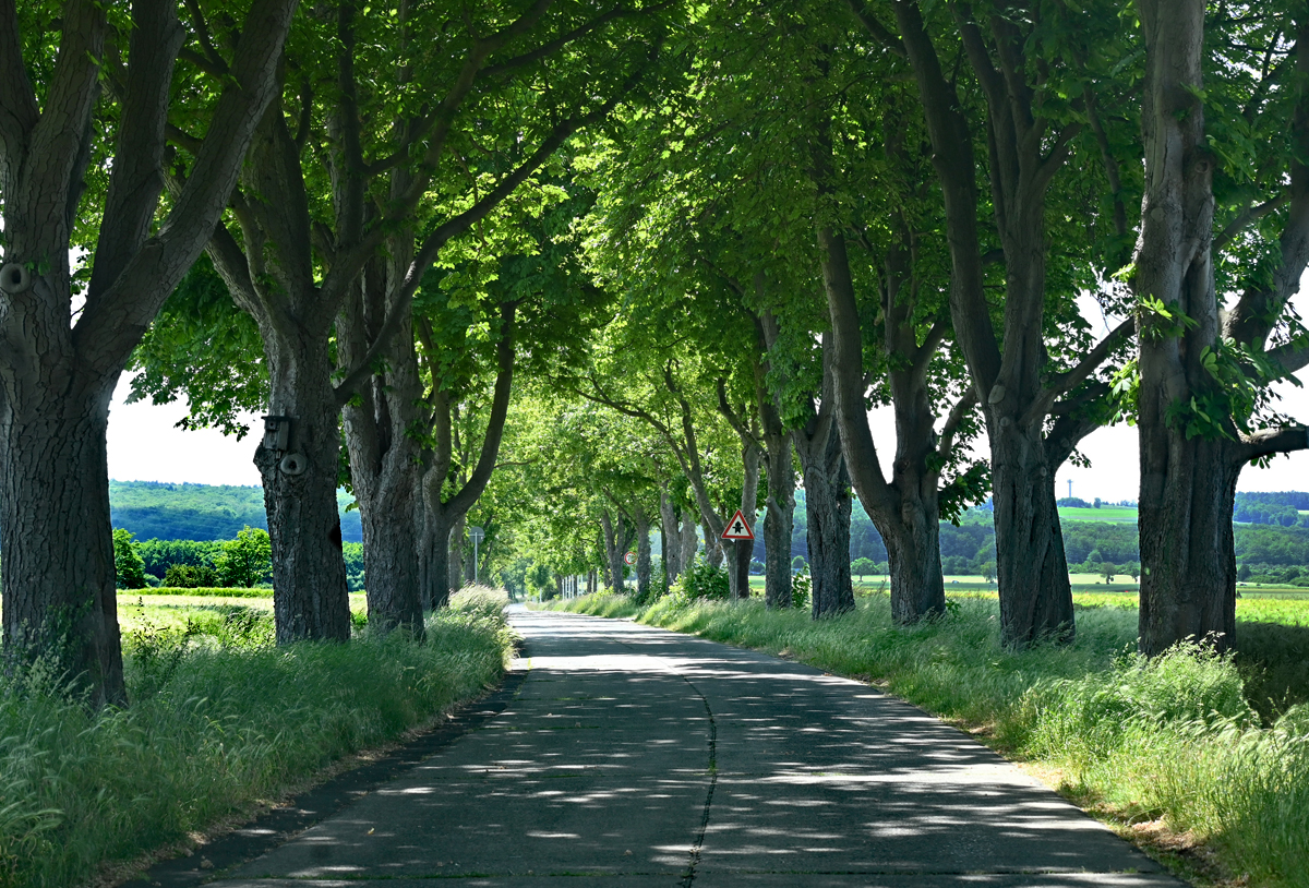 Alte Alleestraße von Euskirchen zum Billiger Wald - 03.06.2023