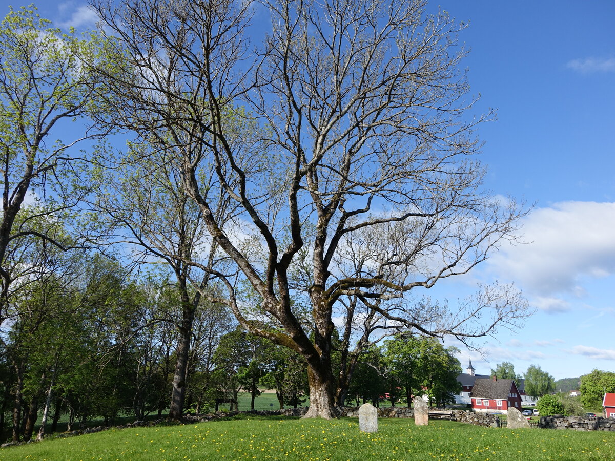 Alte Bäume an der Holla Kirchenruine, Telemark (28.05.2023)