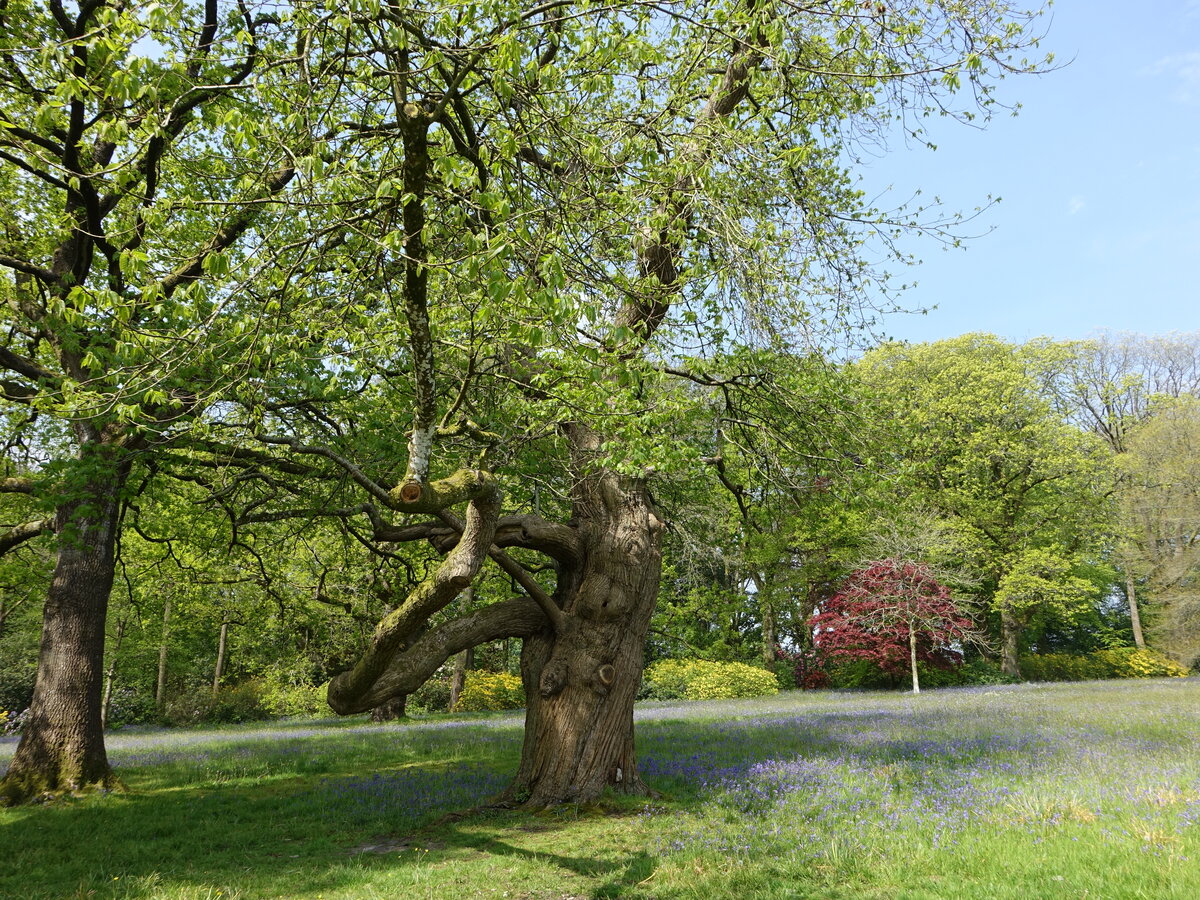 Alte Bäume im Landschaftspark von Stourhead House, Wiltshire (11.05.2024)