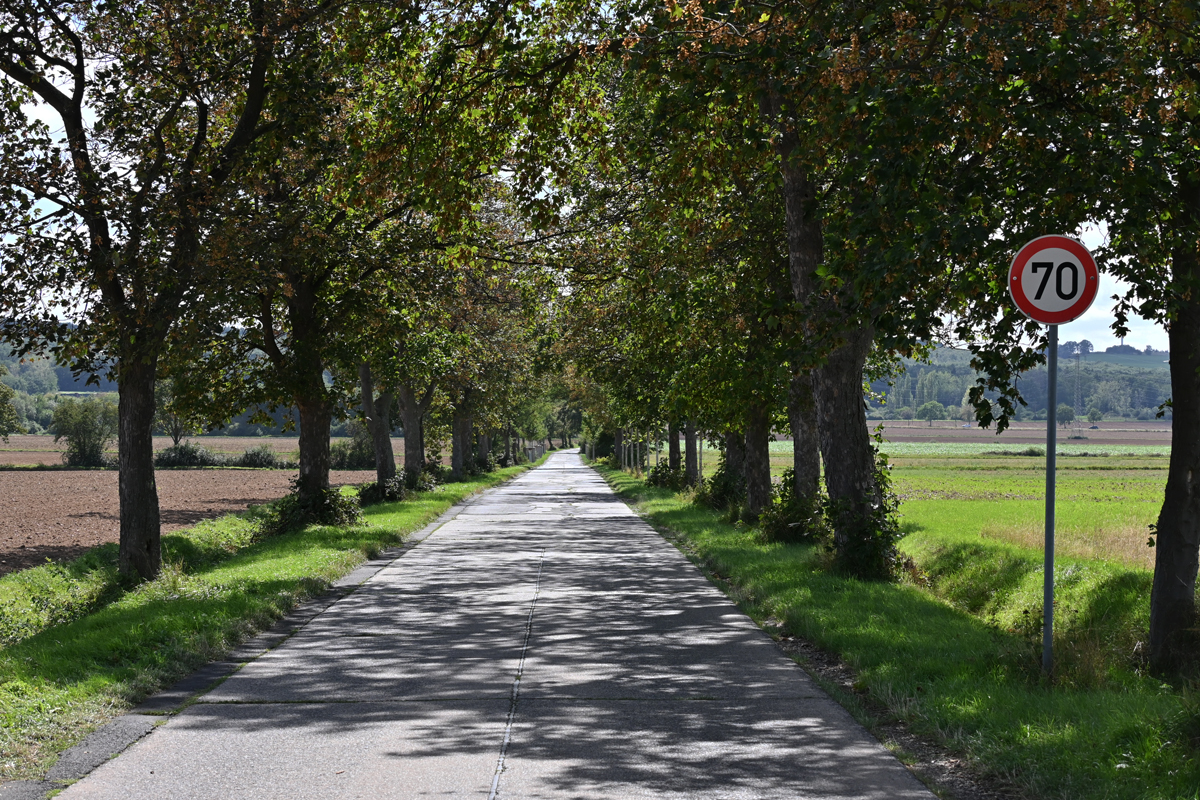 Alte Baumallee in Euskirchen - 27.08.2020