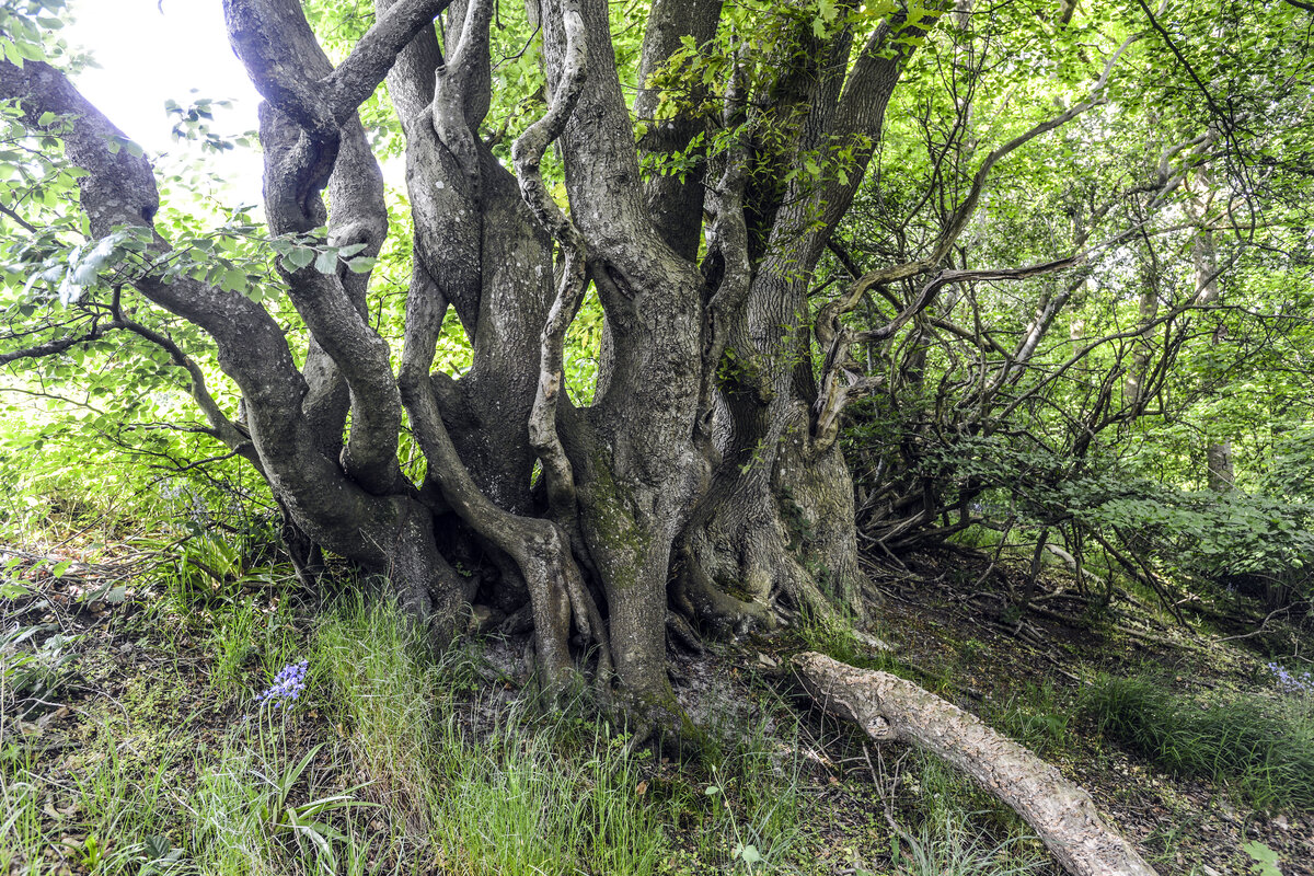 Altes Baum an der Quelle »Vældkilde« am Gendarmenpfad. Aufnahme: 28. Mai 2023.