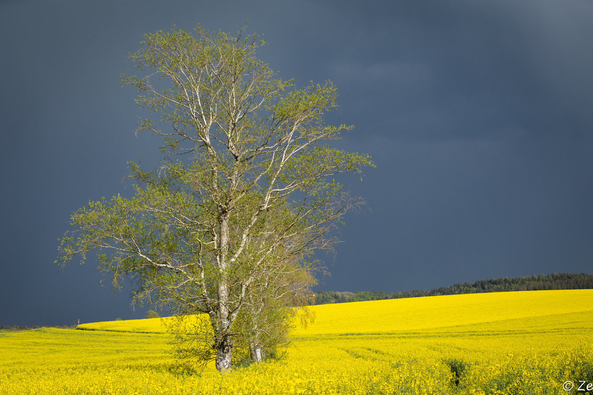 Am 08.05.2016 zog dieses Gewitter über einem Rapsfeld bei Hoßkirch auf.