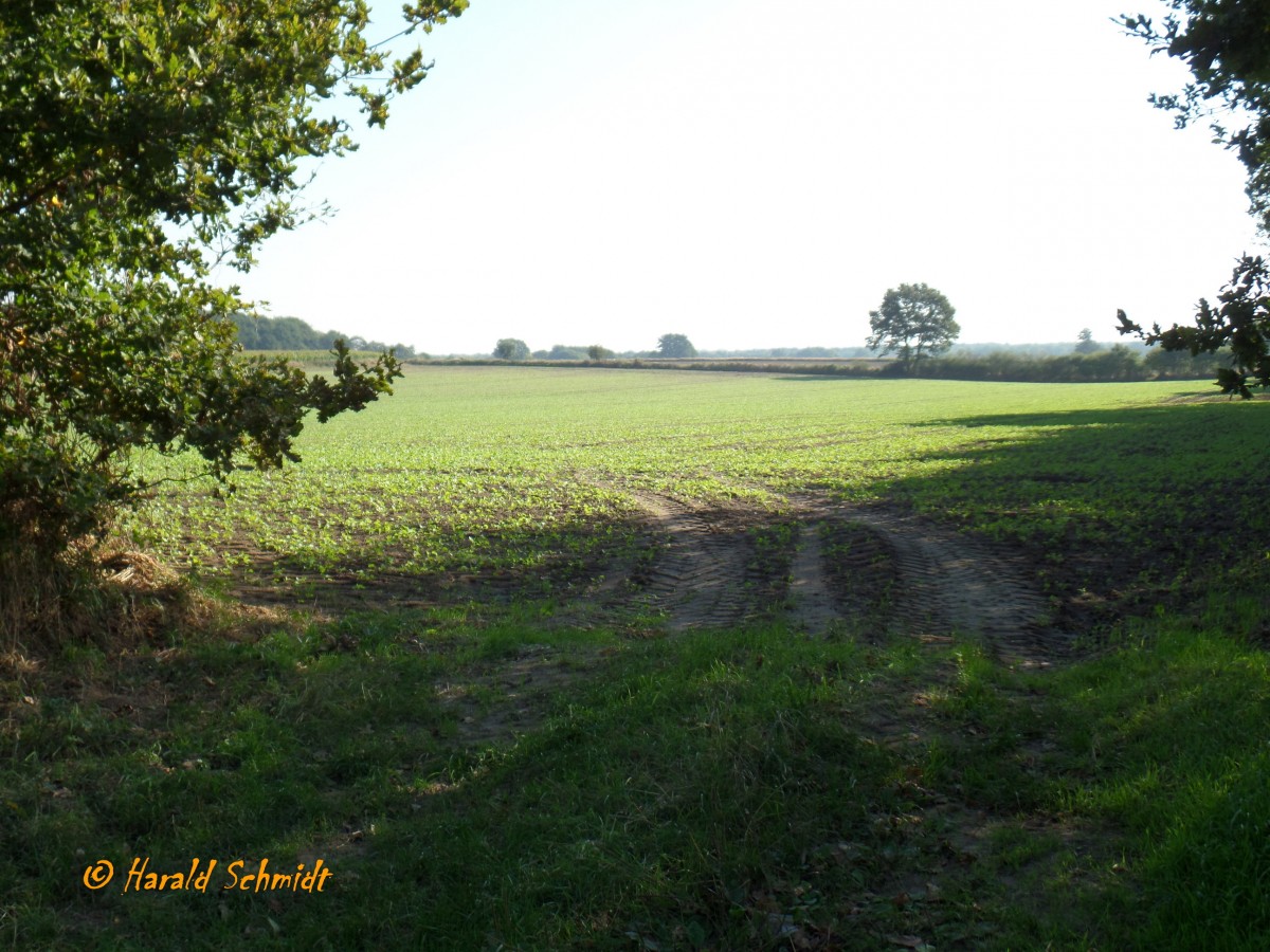 Am 18.September 2015 in der Feldmark Havighorst bei Hamburg