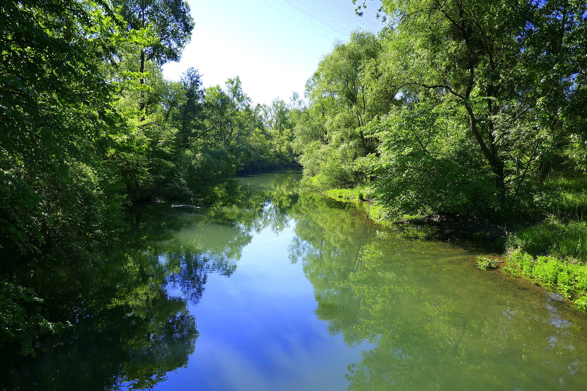 am Altrhein bei Altenheim in der Ortenau, Mai 2020