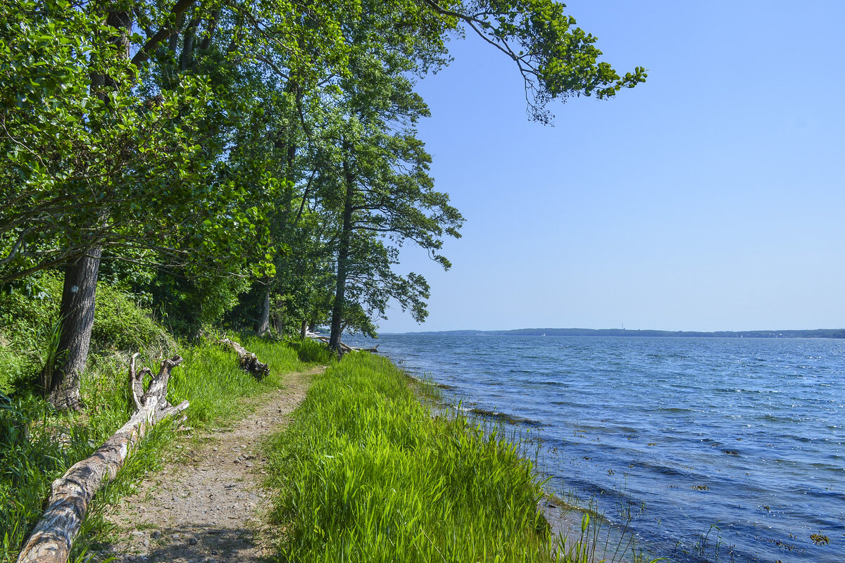 Am Gendarmenpfad im Kollunder Wald auf der dänischen Seite der Flensburger Förde. Aufnahme: 11. Juni 2023.