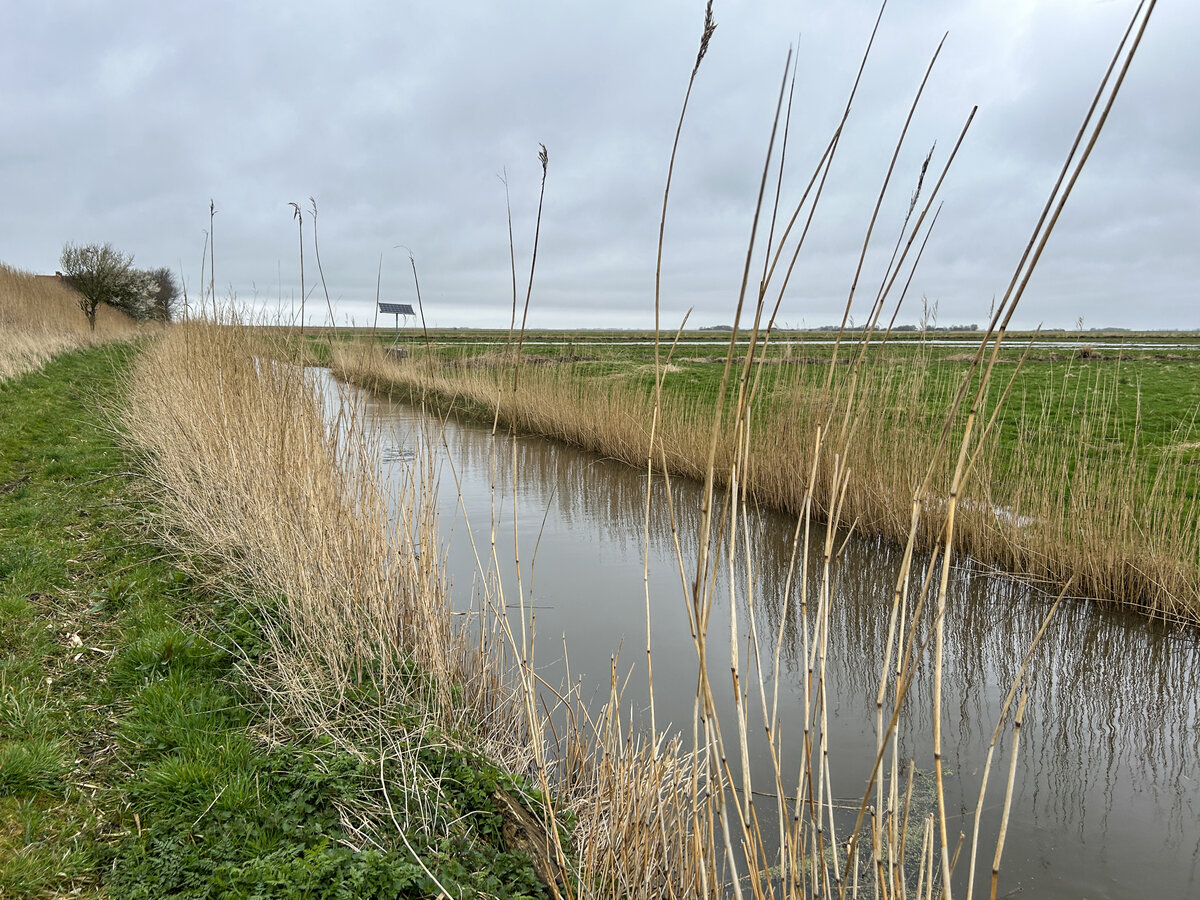 Am Marschpfad (dänisch Marskstien) im Tonderner Marsch (dänisch Tøndermarsken) in Nordschleswig/Sønderjylland. Aufnahme: 2. April 2024.