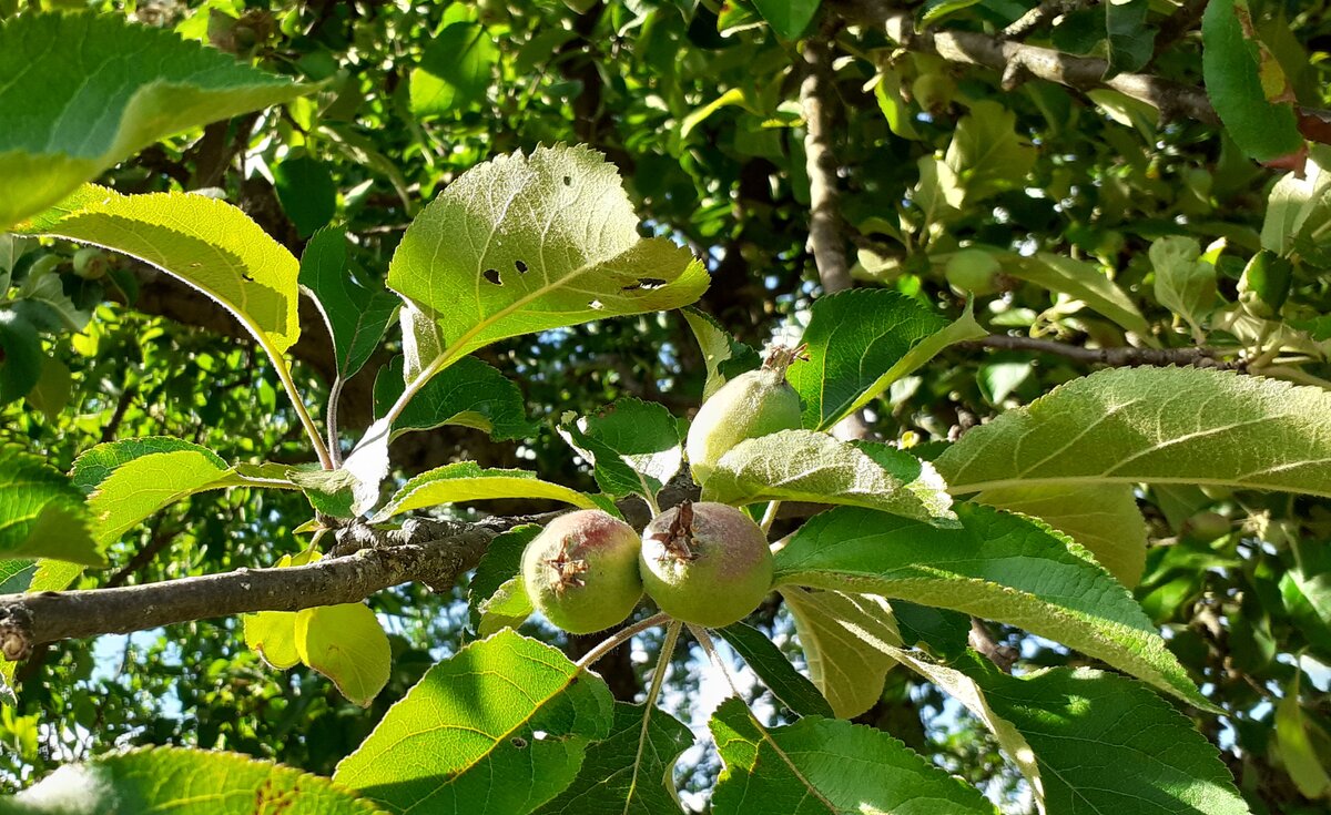 Am Obstgehölz bilden sich die ersten Fruchtstände aus. Reichenbuch  den 26.5.2022 