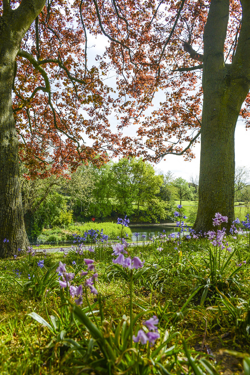 Am Quary Lake in Phoenix Park östlich vom Stadtzentrum Dublins.Aufnahme: 11. Mai 2018.