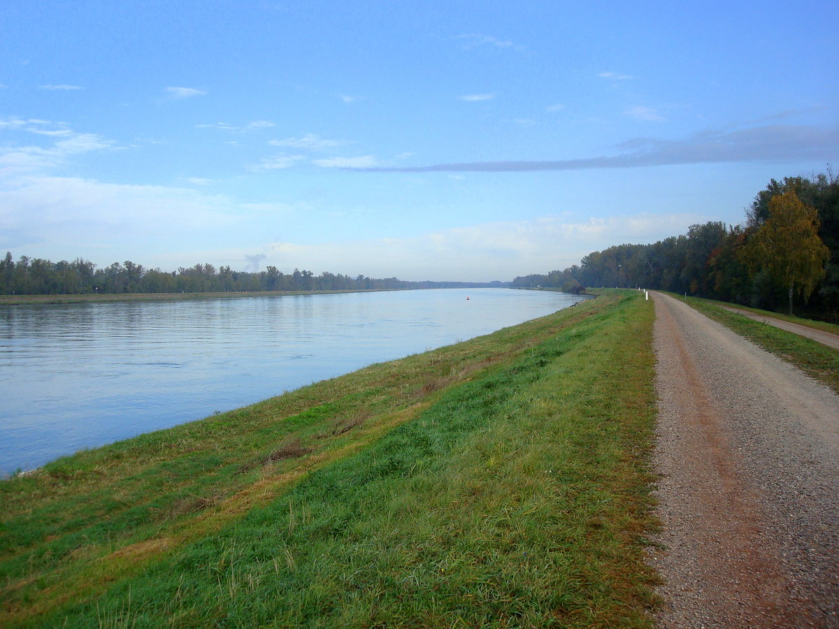 am Rheindamm bei leichtem Frühnebel, nördlich von Breisach, Okt.2008