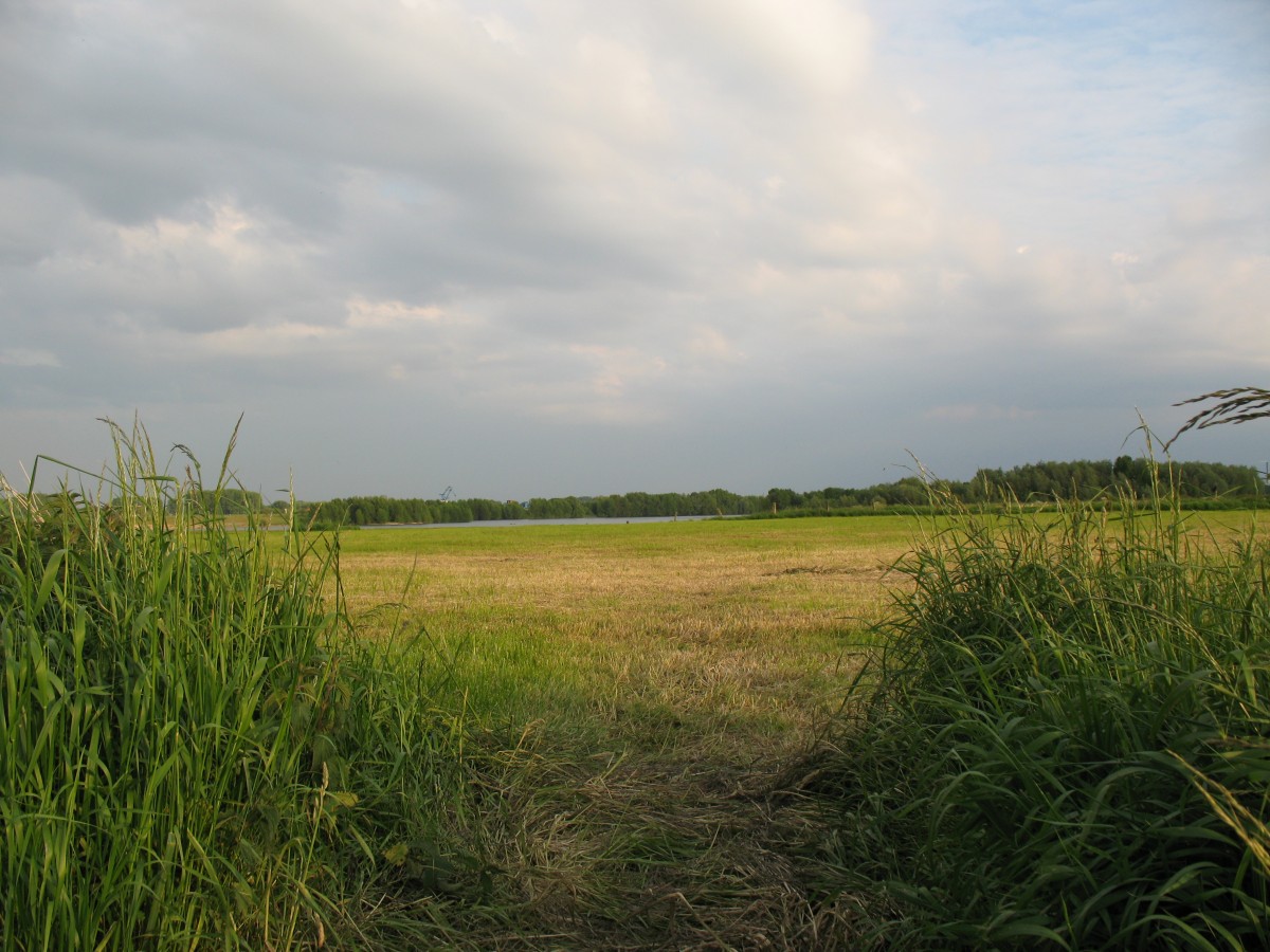 Am Rheindeich zwischen Büderich und Wallach - 2015-05-21-20-01-19