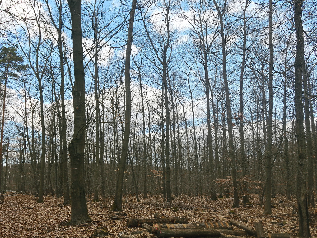 Am Schmetterlingsplatz nahe dem Schildhornweg am S Bahnhof Berlin Grunewald am 03. April 2021.