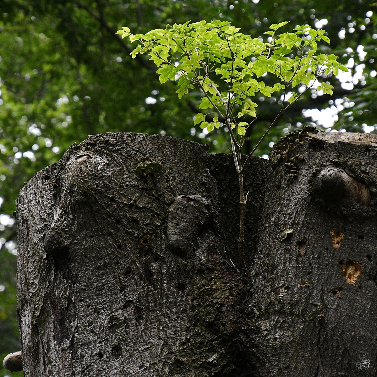 Am Stamm eines abgesägten Baumes wächst ein neuer Ast mit Blättern. (Ivenacker Eichen, August 2021)