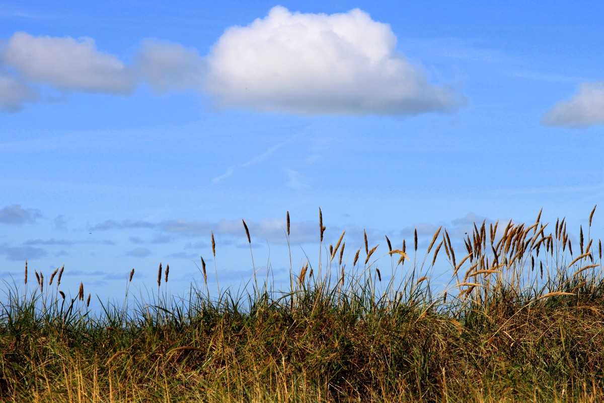 Am Strand von Utersum auf Föhr am 07.09.2015.