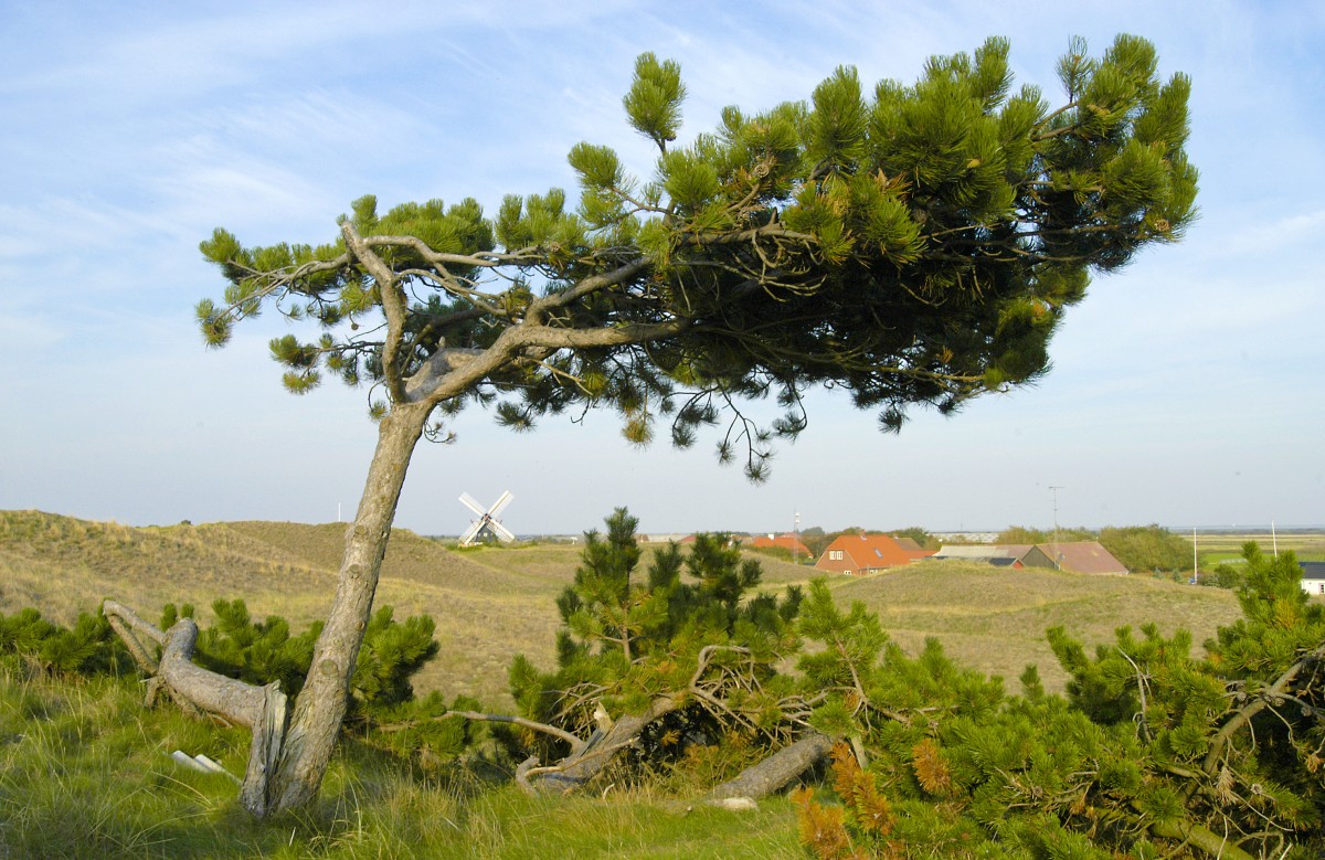 Am Strandweg westlich des Inseldorfes auf Mandø. Aufnahme: September 2006.