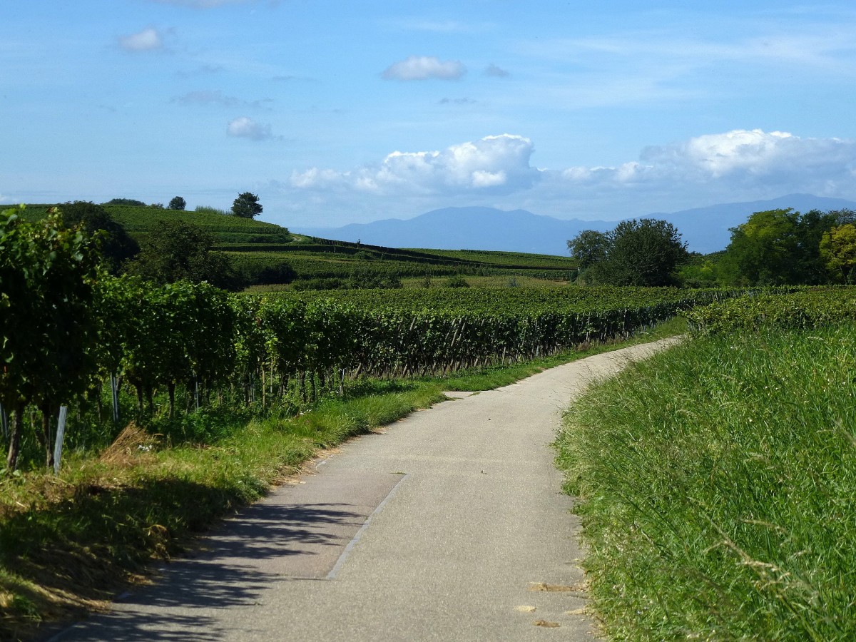 Am Tuniberghhenweg, im Hintergrund die Vogesen, Aug.2014