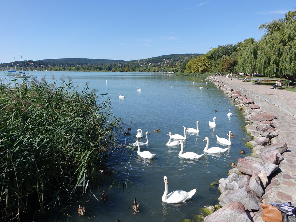 Am Ufer des Balaton bei Balatonalmadi (27.08.2018)