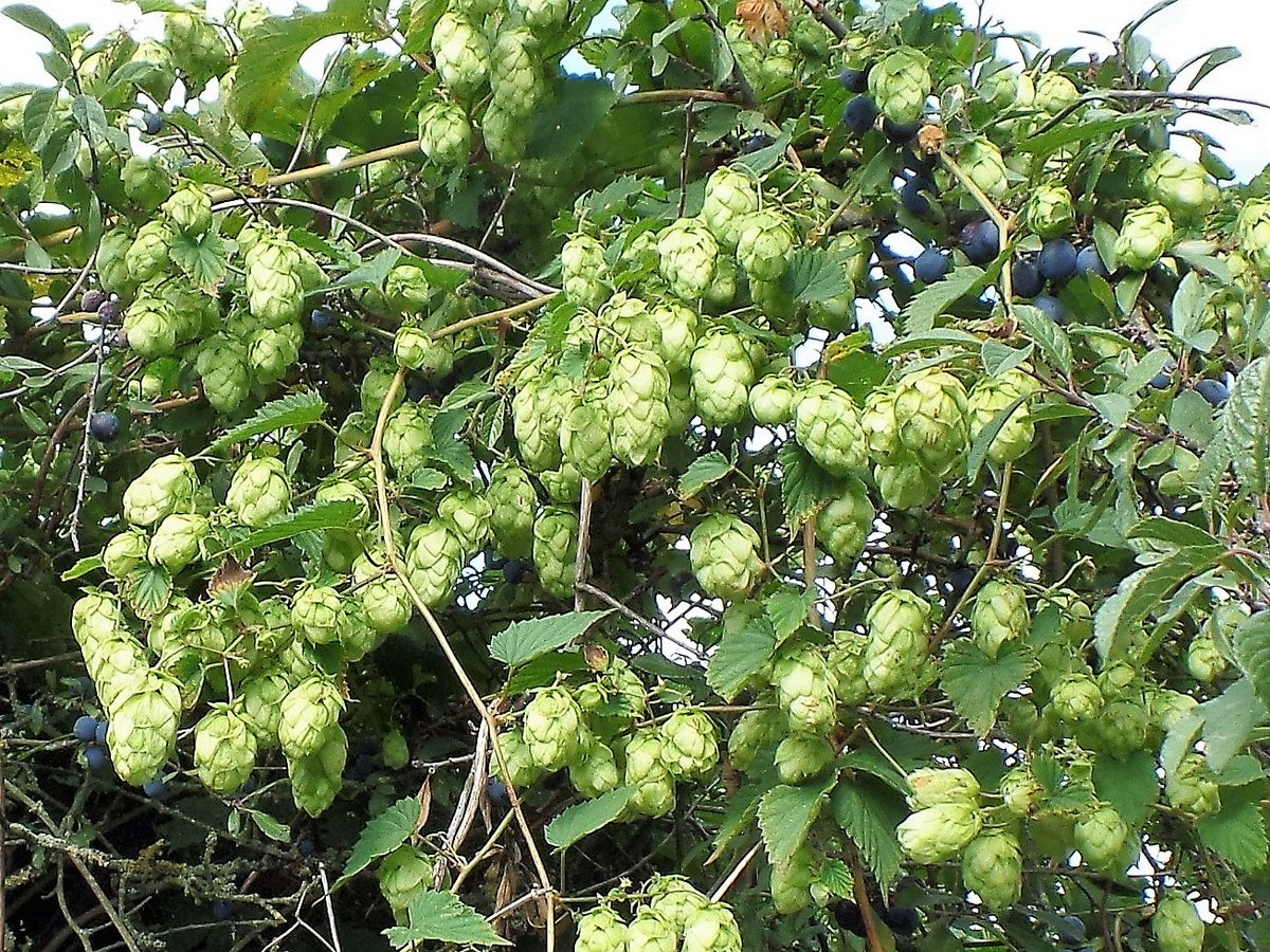 Am Wegesrand wild wachsender Hopfen am 8.9.2018 in der Feldmark Havighorst /