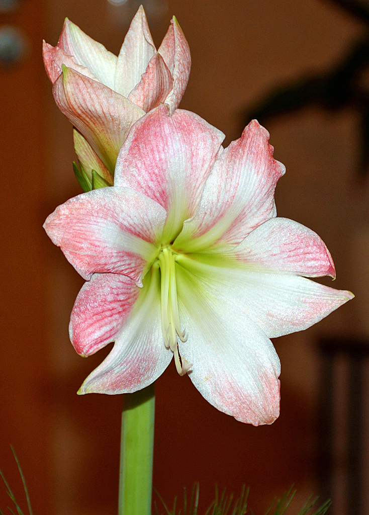 Amaryllis in voller Blüte - 30.12.2015