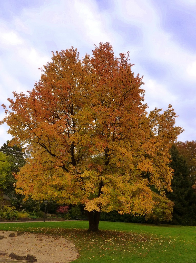 Amerikanischer Amberbaum im Herbstkleid, Stadtpark Lahr/Schwarzwald, Nov.2011