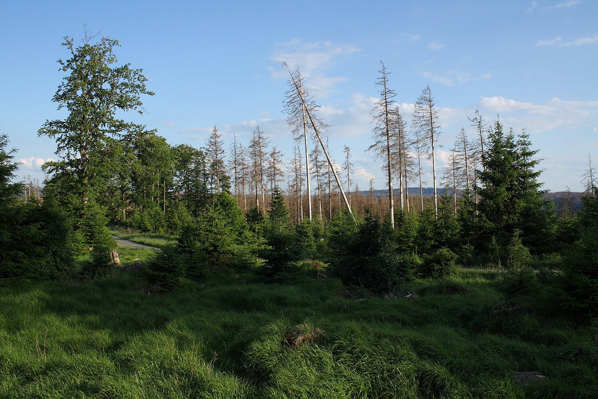 An der Hahnenkleer Waldstraße baut sich der Wald um: Die ehemaligen alten Fichtenforste sterben und verschwinden nach und nach, und ein neuer Mischwald aus unterschiedlichen Laubbäumchen und jungen Fichten wächst heran; Aufnahme vom Abend des 11.06.2022...